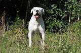 DOGUE ARGENTIN 068